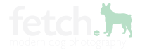 studio fetch - Modern Dog Photography, Dallas, TX